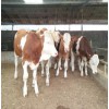 哪里有賣小牛犢的 肉牛犢價(jià)格 西門塔爾牛價(jià)格