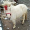 馬多少錢一匹 中寬矮馬價(jià)格 伊犁馬品種